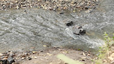 Ormandaki yosunlu kayaların arasından akan su