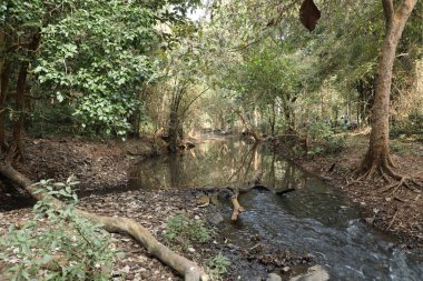 Ormandaki yosunlu kayaların arasından akan su