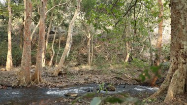 Ayurveda Ağaç Gövdesi Dokusu