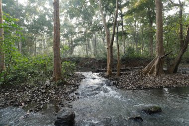 Ayurveda Ağaç Gövdesi Dokusu