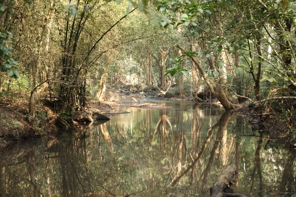 Agua Corriendo Través Rocas Musgosas Bosque —  Fotos de Stock