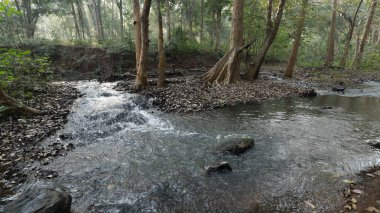 Ormandaki yosunlu kayaların arasından akan su