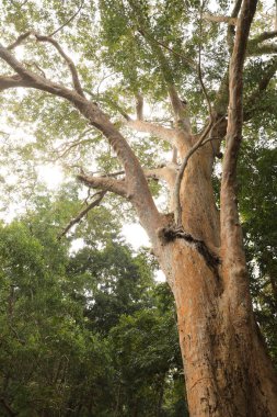 Ayurveda Ağaç Gövdesi Dokusu