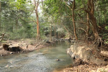 Ayurveda Ağaç Gövdesi Dokusu