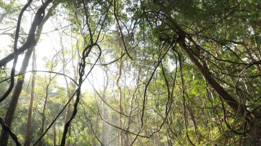 Ayurveda Ağaç Gövdesi Dokusu