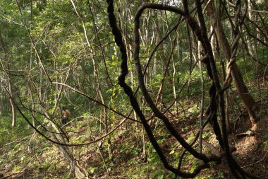 Ayurveda Ağaç Gövdesi Dokusu