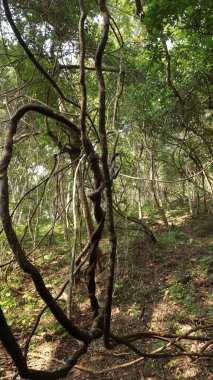 Ayurveda Ağaç Gövdesi Dokusu