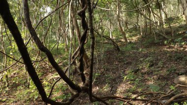 Ayurveda Ağaç Gövdesi Dokusu