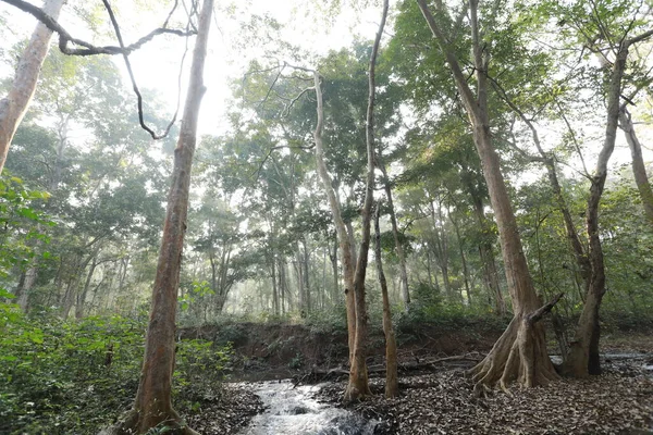 Água Corrente Através Rochas Musgosas Floresta — Fotografia de Stock