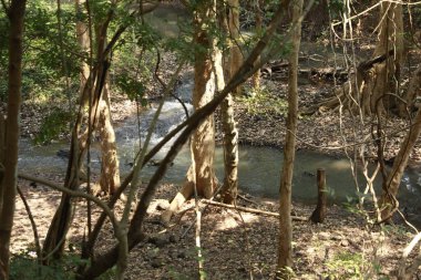 Ayurveda Ağaç Gövdesi Dokusu