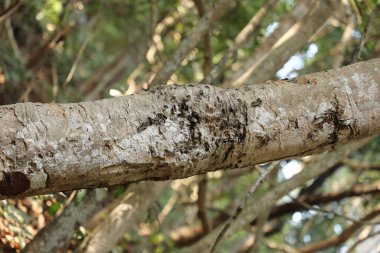 Ağaç Gövdesi deseni makro çekim