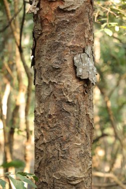 Ağaç Gövdesi deseni makro çekim