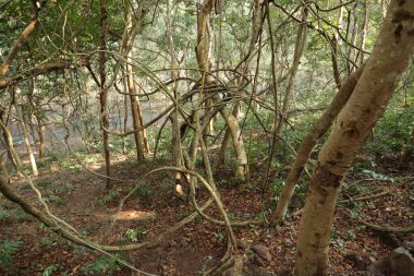 Ayurveda Ağaç Gövdesi Dokusu