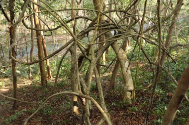 Ayurveda Ağaç Gövdesi Dokusu