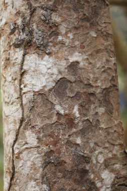 Ağaç Gövdesi deseni makro çekim