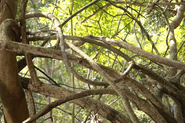 Ayurveda Tree Trunk Υφή — Φωτογραφία Αρχείου