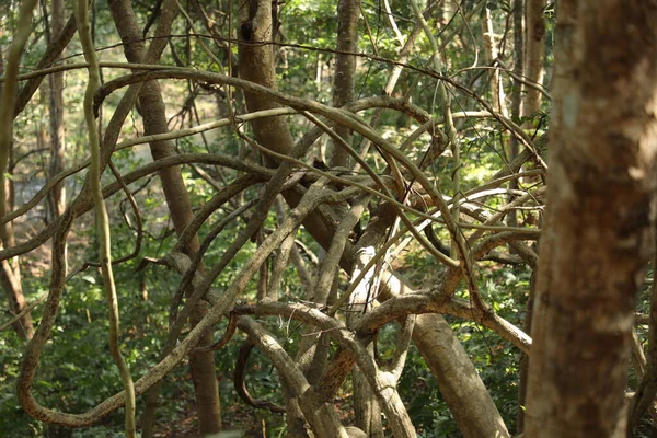 Ayurveda Tree Trunk Υφή — Φωτογραφία Αρχείου