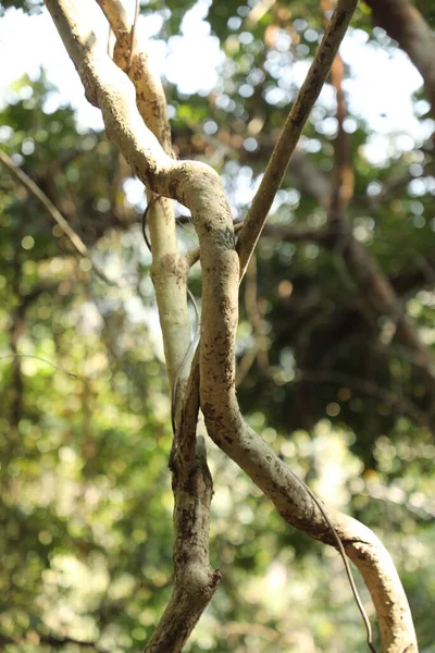 Ayurveda Tree Trunk Tekstury — Zdjęcie stockowe