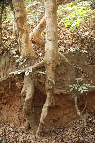 Ayurveda Tree Trunk Tekstury — Zdjęcie stockowe
