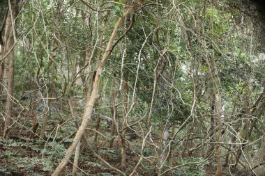 Ayurveda Ağaç Gövdesi Dokusu