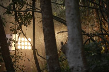 Ayurveda Ağaç Gövdesi Dokusu