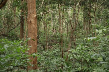 Hint Ormanındaki Ağaçlar