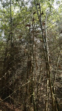 Ormandaki Bambu Çalılıkları