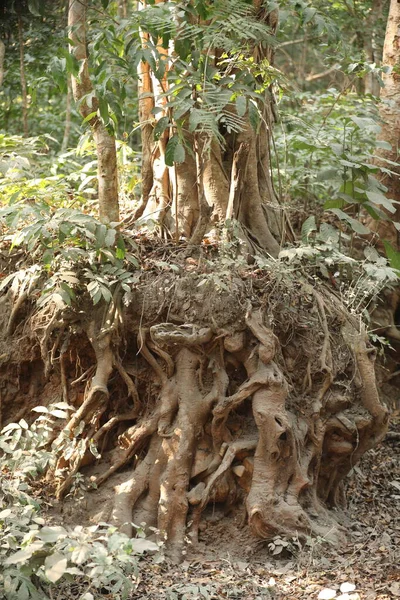 Textura Tronco Árvore Ayurveda — Fotografia de Stock