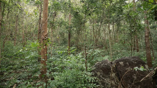 Trees in the Indian Forest