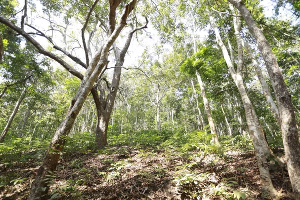 Trees Indian Forest — Stock Photo, Image