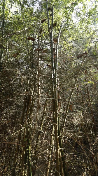 Bamboo Thickets Jungle Forest — Fotografia de Stock