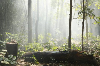 Ormandaki Bambu Çalılıkları