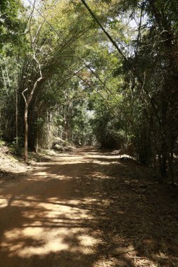 Ormandaki Bambu Çalılıkları