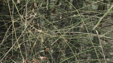 Ormandaki Bambu Çalılıkları