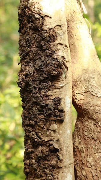 Boom Trunk Textuur Macro Shot — Stockfoto