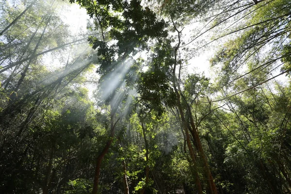 Bamboo Thickets Jungle Forest — Foto de Stock