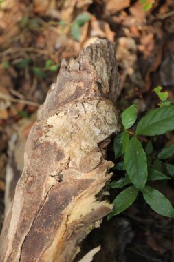 Ağaç Gövdesi deseni makro çekim