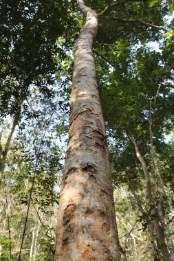 Ağaç Gövdesi deseni makro çekim