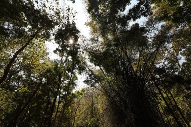 Hint Ormanındaki Ağaçlar