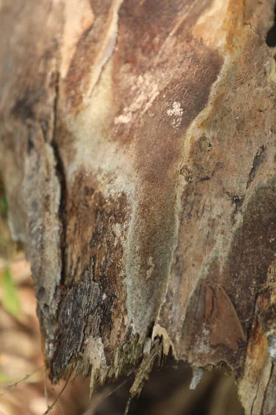 Arbre Tronc Texture Macro Shot — Photo