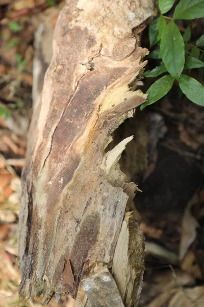 Tree Trunk Texture Macro Shot — Stock Photo, Image