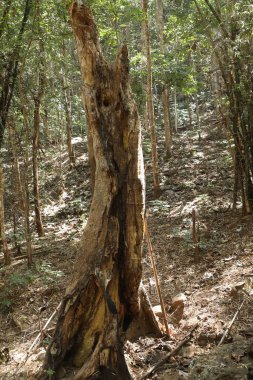 Ağaç Gövdesi deseni makro çekim