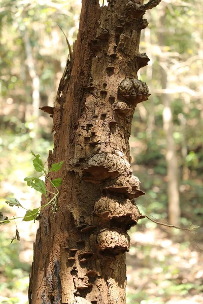 Tree Trunk Texture Macro Shot — Stock Photo, Image