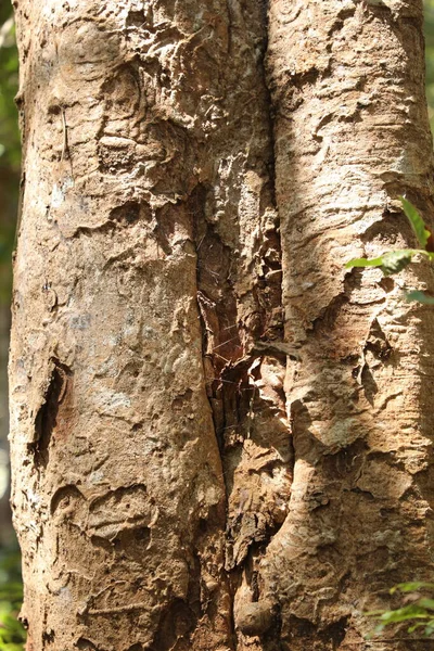 Tronco Árvore Textura Macro Tiro — Fotografia de Stock