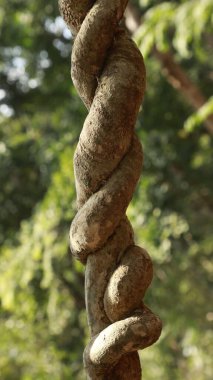 Ayurveda Ağaç Gövdesi Dokusu