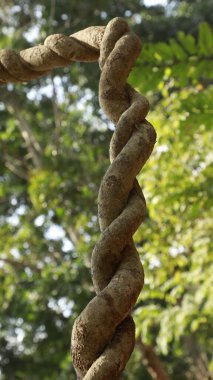 Ayurveda Ağaç Gövdesi Dokusu