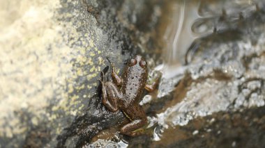 Frog sleeping on the tree