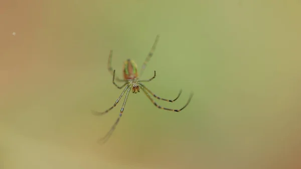 Macro Disparo Una Araña — Foto de Stock