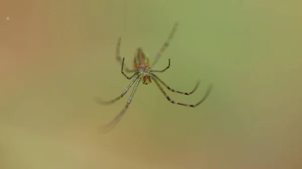 Macro Shot Une Araignée — Photo