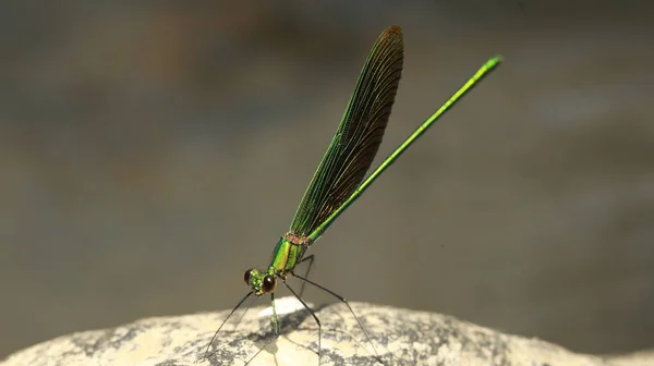 Macro Shot Dragonfly — Stock Photo, Image